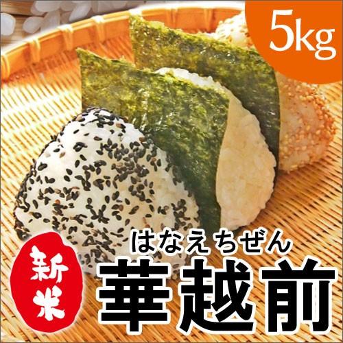 ハナエチゼン 中橋商事 令和7年産 福井県産 華越前 はなえちぜん 花え