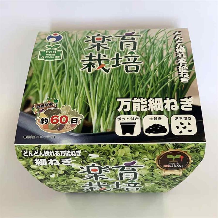 ウタネ 楽育栽培キット 万能細ネギ [家庭菜園 野菜 ベランダ