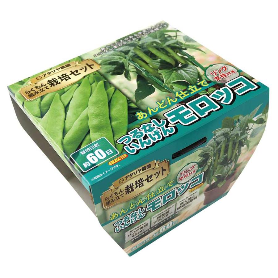 アタリヤ農園 支柱付き つるなしいんげん モロッコ [栽培キット 野菜