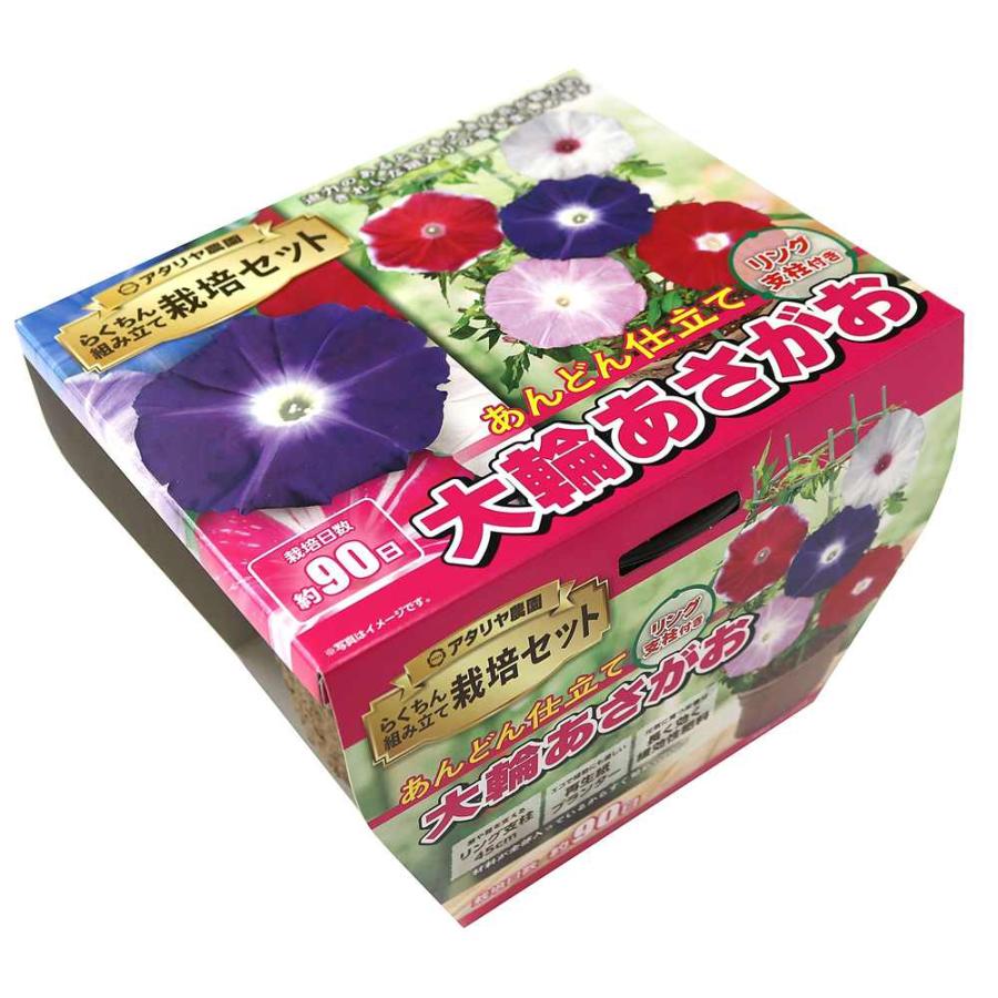 アタリヤ農園 支柱付き 大輪あさがお [栽培キット 朝顔 花 ベランダ