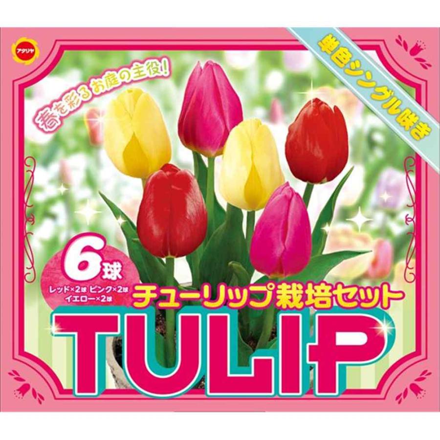 アタリヤ農園 チューリップ混合 栽培セット [秋植え球根 花 単色