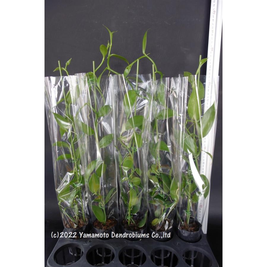 営利栽培向けバニラの苗（バニラ・プラニフォリア）5株セット（バニラ