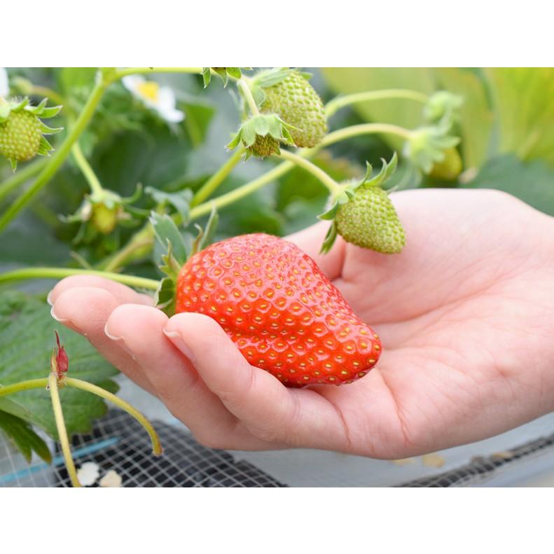 いちご セール 登場から人気沸騰 山元いちご農園 とちおとめ 4パック