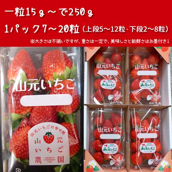 いちご 完熟 宮城 山元いちご農園 ２品種食べ比べセット 250g×2パック もういっこ にこにこベリー とちおとめ｜yamamoto-ichigo15｜09