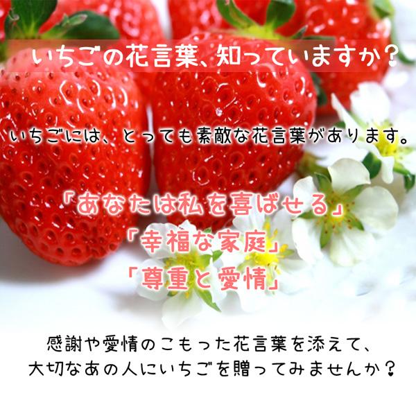 いちご 完熟 宮城 山元いちご農園 ２品種食べ比べセット 250g×4パック もういっこ にこにこベリー とちおとめ｜yamamoto-ichigo15｜22