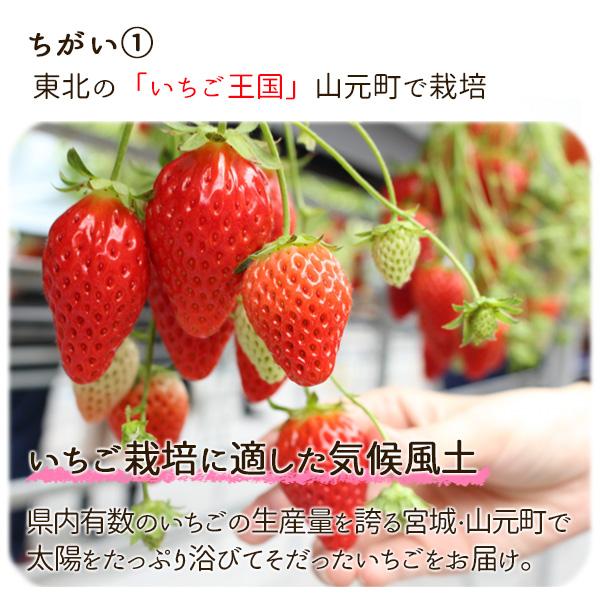 いちご 完熟 宮城 山元いちご農園 ２品種食べ比べセット 250g×4パック もういっこ にこにこベリー とちおとめ｜yamamoto-ichigo15｜11