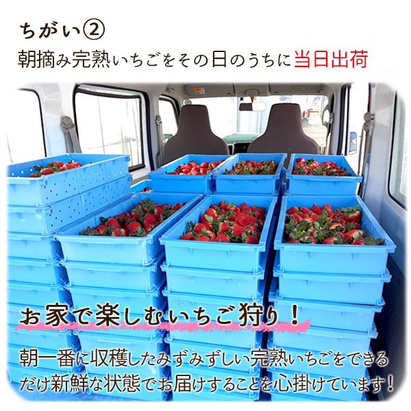 いちご 完熟 宮城 山元いちご農園 ２品種食べ比べセット 250g×4パック もういっこ にこにこベリー とちおとめ｜yamamoto-ichigo15｜12