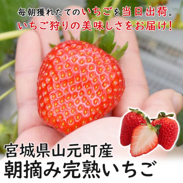 いちご 完熟 宮城 山元いちご農園 もういっこ 250g×8パック｜yamamoto-ichigo15｜03