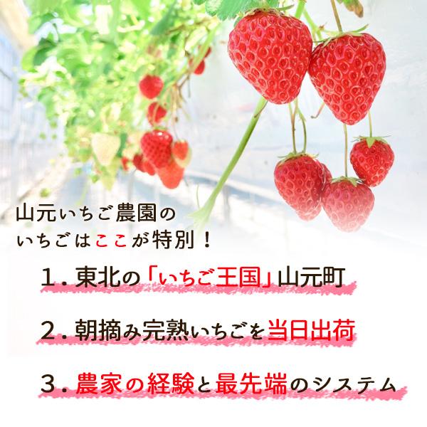 いちご 完熟 宮城 山元いちご農園 ３品種食べ比べセット 250g×8パック もういっこ にこにこベリー とちおとめ｜yamamoto-ichigo15｜07