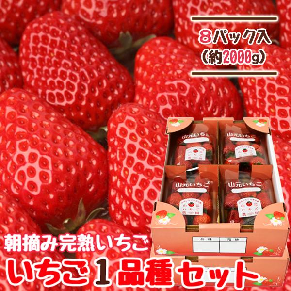 いちご 宮城 1品種セット 250g×8パック 完熟 山元いちご農園 もうい っこ にこにこベリー とちおとめ よつぼし すず ほしうらら | ブランド登録なし