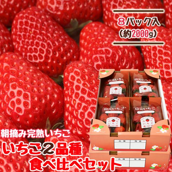 いちご 宮城 ２品種食べ比べセット 250g×8パック 完熟 山元いちご農園 もういっこ にこにこベリー とちおとめ よつぼし すず ほしうらら | ブランド登録なし