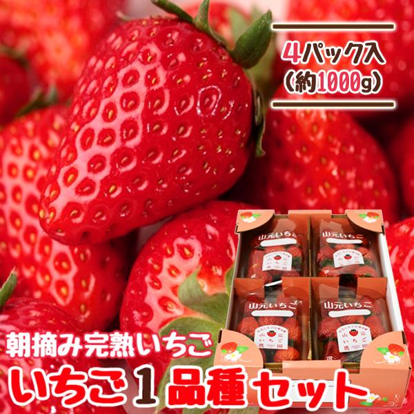 いちご 宮城 1品種セット 250g×4パック 完熟 山元いちご農園 もういっこ にこにこベリー とちおとめ よつぼし すず ほしうらら | ブランド登録なし