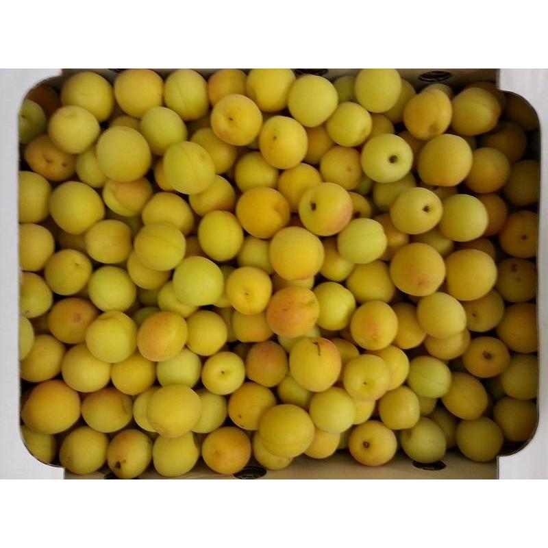 訳あり九州の七折小梅5kg 【公式通販】