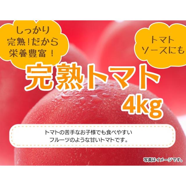九州産完熟トマト 約4kg :kyushu-tomato:山本商店ヤフー店 - 通販 - Yahoo!ショッピング 九州産完熟トマト 約4kg :kyushu-tomato:山本商店ヤフー店 - 通販 - Yahoo!ショッピング