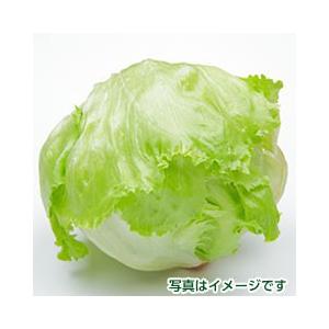 レタス 1玉 Lettuce 山本商店ヤフー店 通販 Yahoo ショッピング