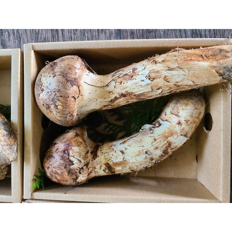 山口県産 松茸 200g松茸 国産 山口県産 約220g 11月11日