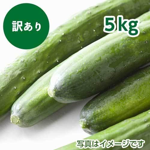 特別セール品 わけあり九州産きゅうり