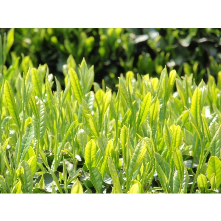 水出し「赤ちゃん番茶」400g袋入り【山本園】朝宮茶 お取り寄せ クーポン お土産 敬老の日 近江 滋賀 ふるさと名物商品 新茶 滋賀県ご当地モール｜yamamotoen｜02