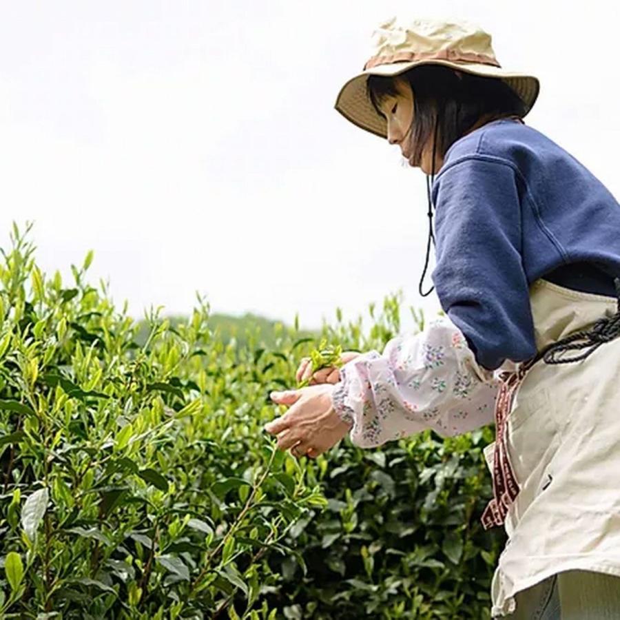 秘境南部町 甲州なんぶ茶ゆず煎茶35g maruwayuzusencha富士の国やまなし特産品モール 通販