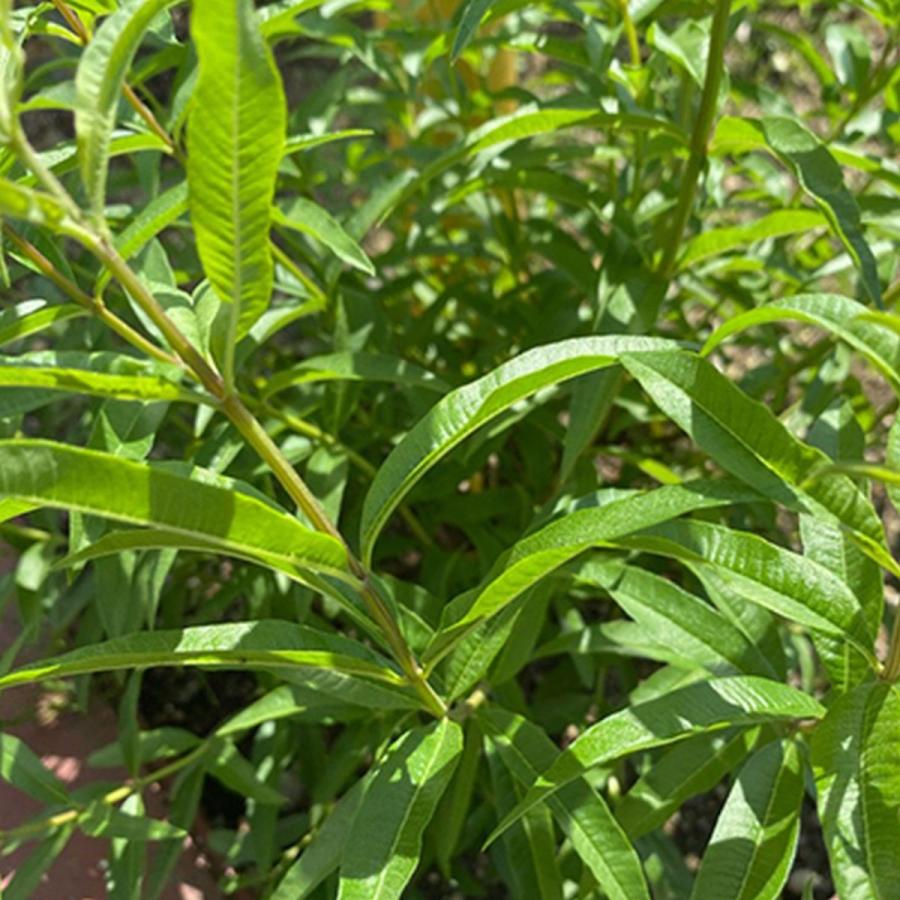 山梨県産無農薬ハーブ ベルベーヌ レモンバーベナ 無農薬ハーブティー オーガニック Mayu Herb Belbene 富士の国やまなし特産品モール 通販 Yahoo ショッピング