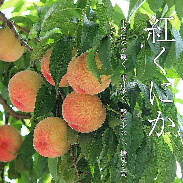 ご予約商品山梨の美味しい桃 紅くにか3kg 9-15個入り (農家産直