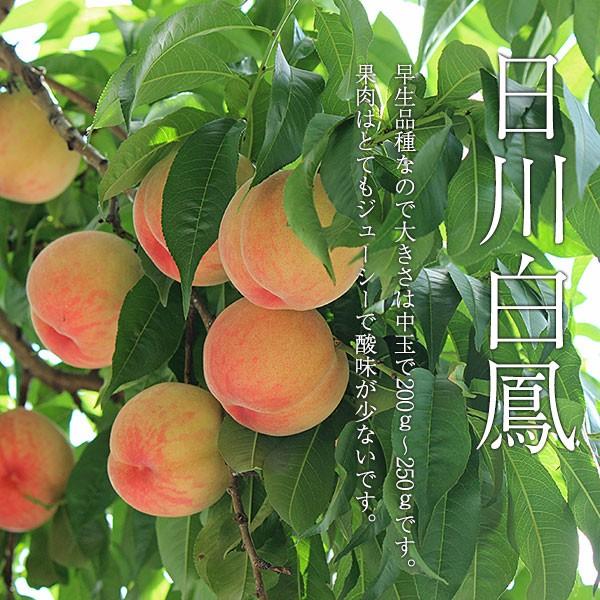 もも太様　山梨県産　天然の桃ジュース　日川白鳳　3kg 箱×2箱　即日発送 624a5eb5614ab814f68c4d2bec43b2