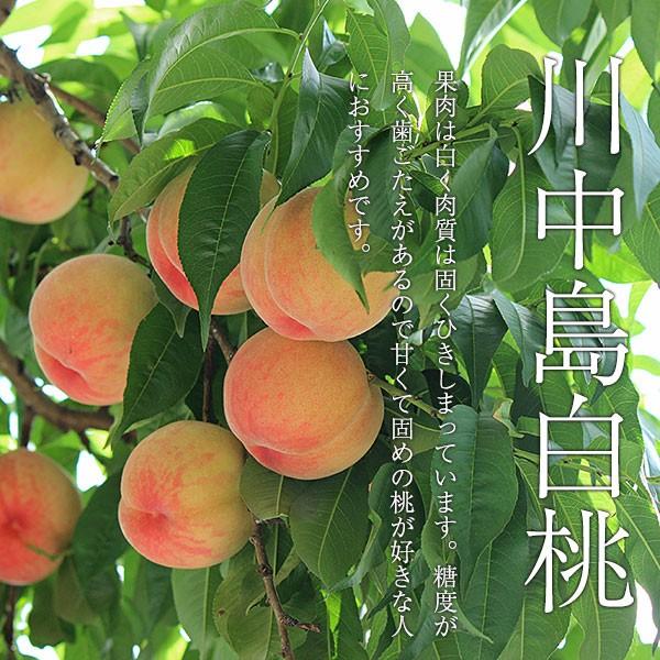 ご予約商品山梨の美味しい桃 川中島白桃3kg 8-15個入り (農家