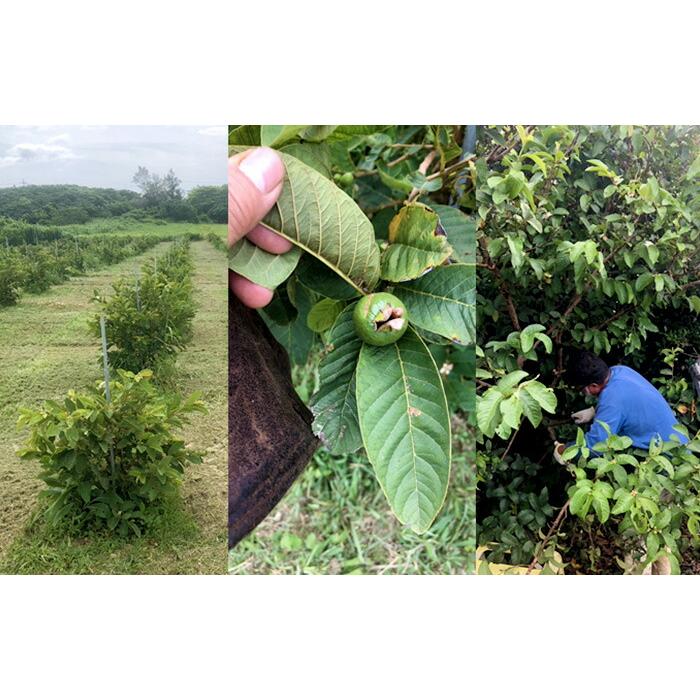 健康茶 国産100% グァバ茶 70g×6袋セット ノンカフェイン 九州産 無農薬 送料無料_3