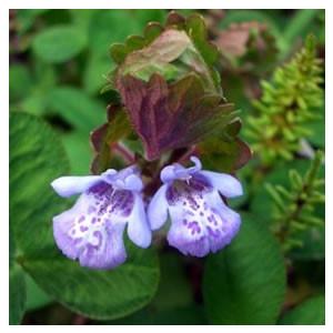 健康茶 国産100 カキドオシ茶 130g 10袋セット 無農薬 ノンカフェイン 宮崎県産 送料無料 Kakidooshicha 10p 巣鴨のお茶屋さん山年園 通販 Yahoo ショッピング