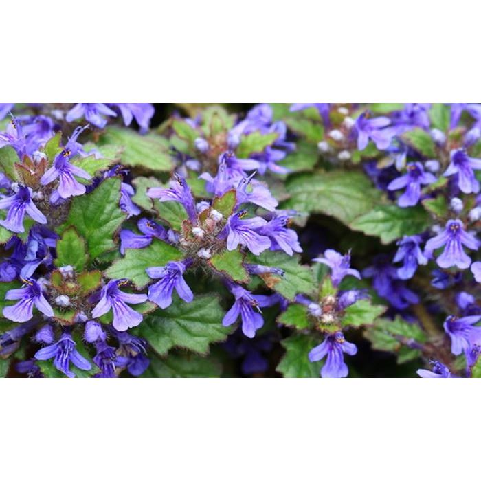 健康茶 国産100% キラン草茶 無農薬 70g×6袋セット 宮崎県産 送料無料_5