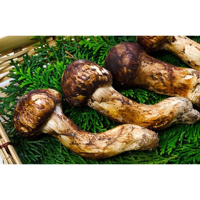 【農薬不使用】 松茸粉末 20g×10袋セット 送料無料_5
