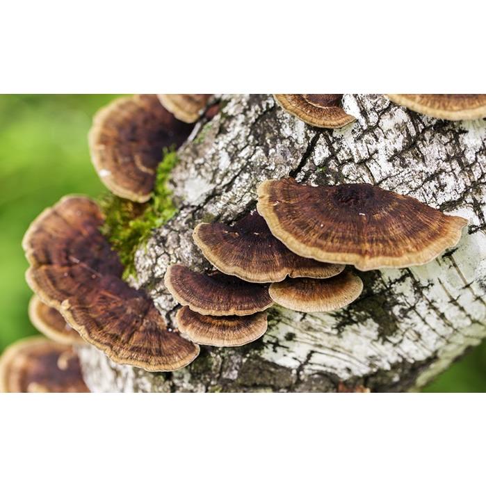 100年以上前の天然物のサルノコシカケ