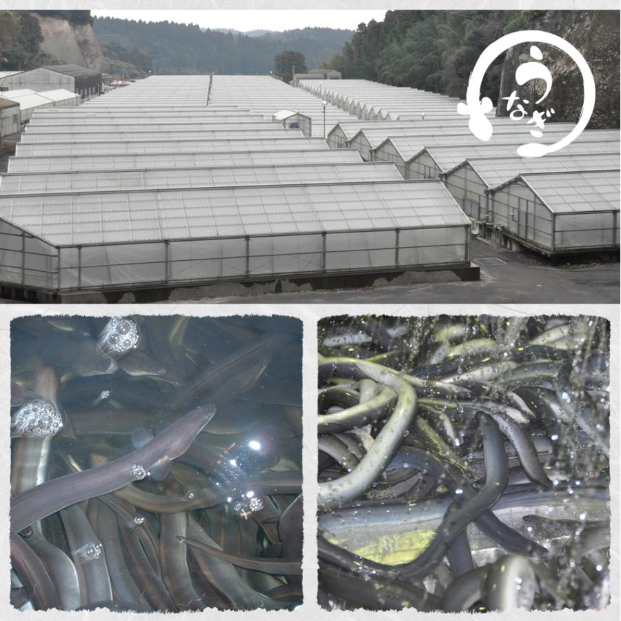 国産100% 鹿児島県産 特大うなぎ蒲焼 約180g×3袋セット たれ 山椒付き_4
