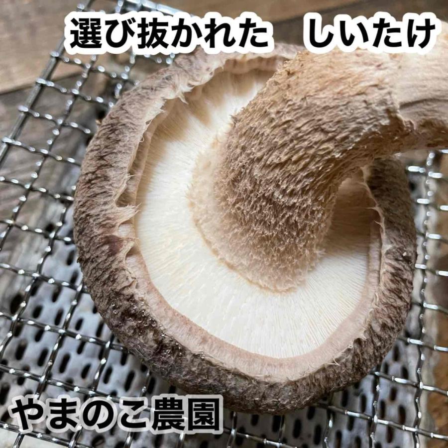 送料込み【北海道・沖縄・離島は別途】 農家直送 肉厚椎茸1キロ　菌床椎茸　しいたけ　｜yamanokofarm｜14