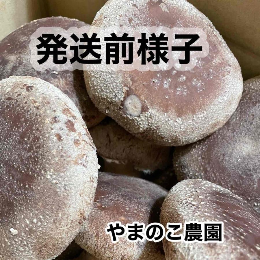 送料込み【北海道・沖縄・離島は別途】 農家直送 肉厚椎茸1キロ　菌床椎茸　しいたけ　｜yamanokofarm｜15