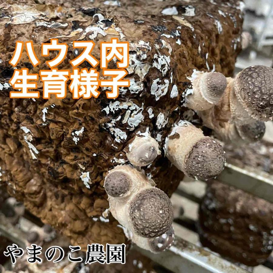 送料込み【北海道・沖縄・離島は別途】 農家直送 肉厚椎茸1キロ　菌床椎茸　しいたけ　｜yamanokofarm｜17