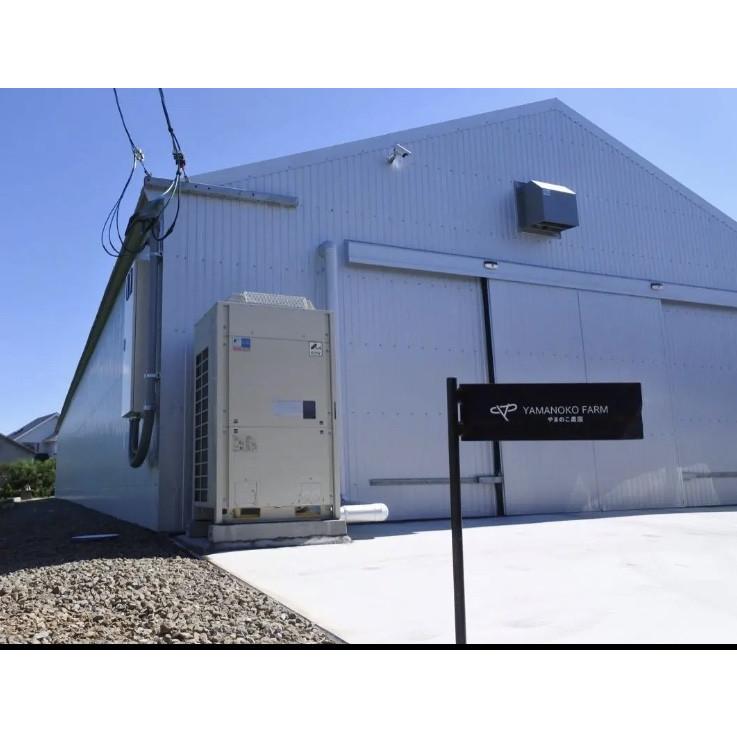 国産 訳あり アウトレット霊芝 0g 徳島県産 万年茸 幸茸 門出茸とも呼ばれます Reishi やまのこ農園 通販 Yahoo ショッピング