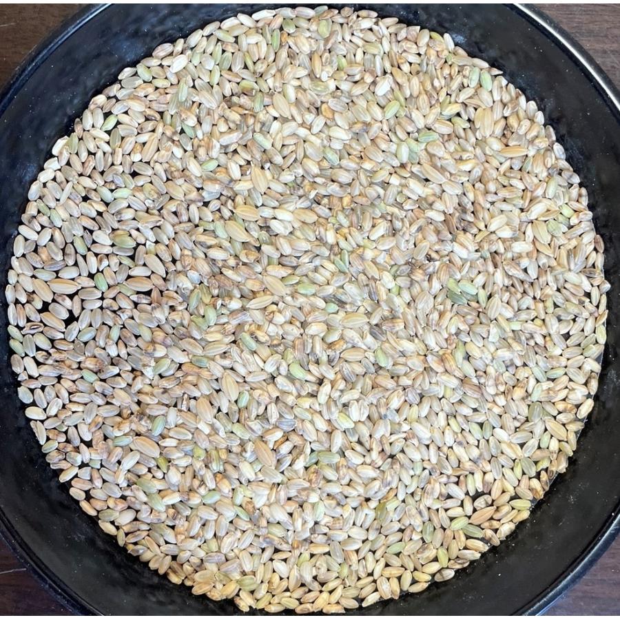 米 5kg「ペット用 玄米 5kg」送料無料 くず米 餌 ヤマノライス