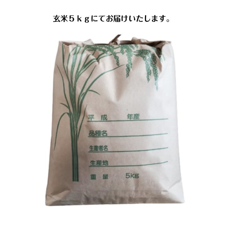 米 5kg「ペット用 玄米 5kg」送料無料 くず米 餌 ヤマノライス 