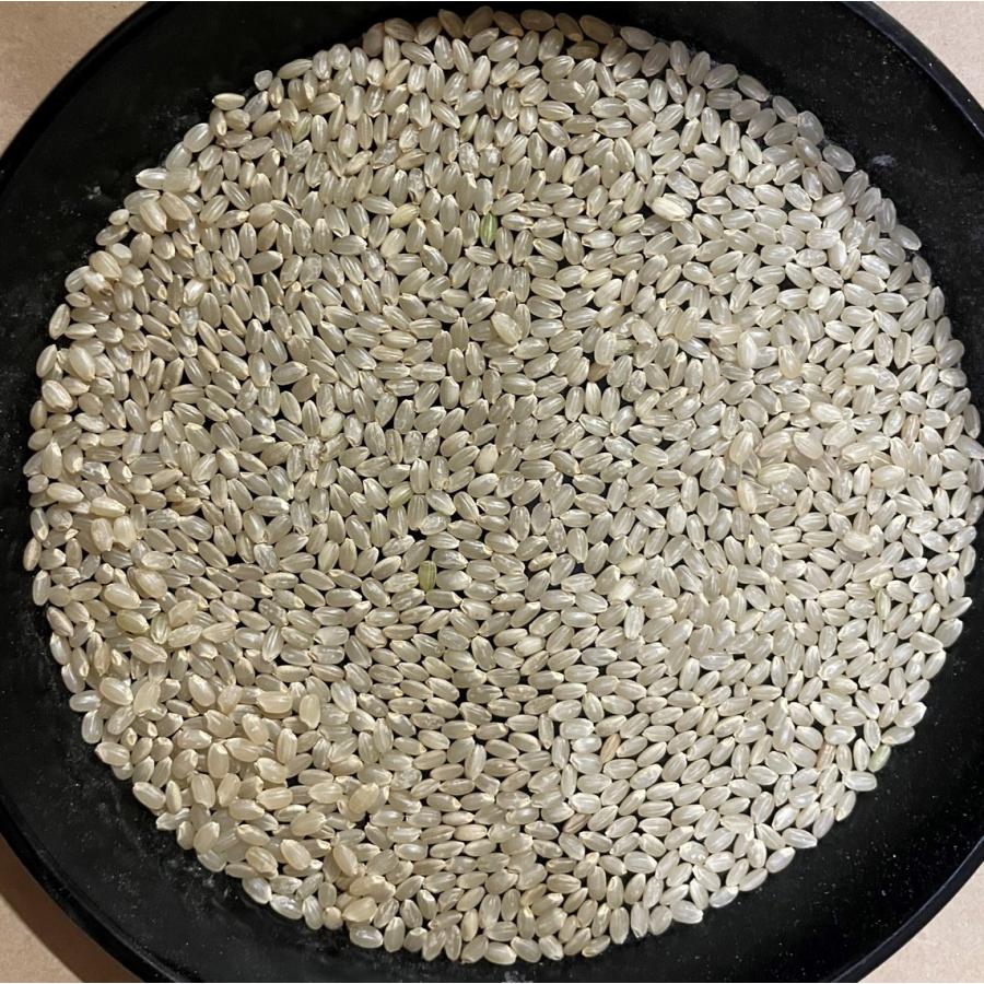 ミルキークイーン 玄米 5kg「7年産 茨城県産 ミルキークィーン 玄米