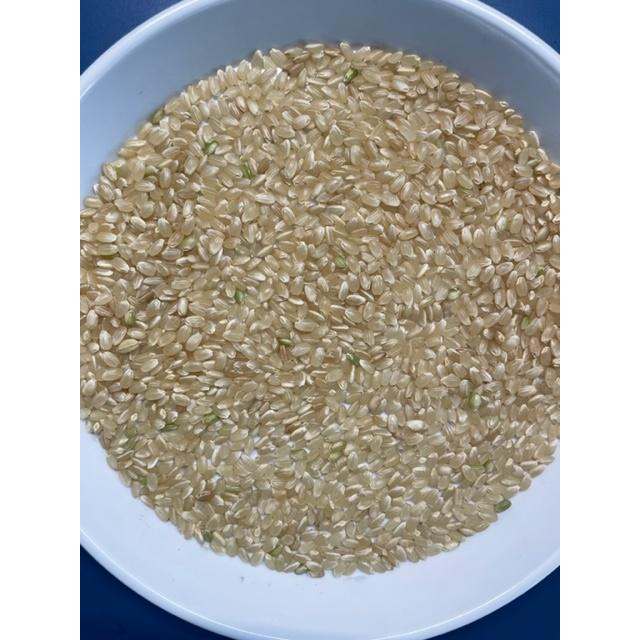 コシヒカリ 玄米 23kg「7年産 茨城コシヒカリ 一等米 玄米 23kg」 送料