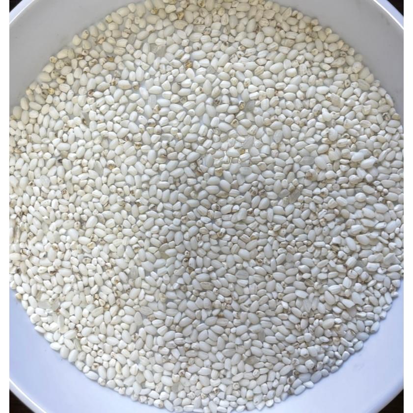 もち米 5kg「7年産 もち米規格外 白米5kg」数量限定 訳あり 送料無料