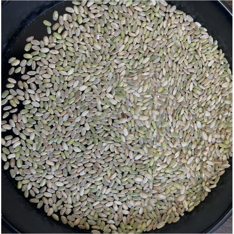 玄米 10kg「7年産 秋田こつぶ玄米 10kg」【こつぶ】【秋田県産】【7
