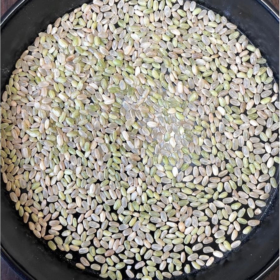 玄米 10kg「7年産 山形県産規格外 玄米10kg」送料無料 7年産 規格外米