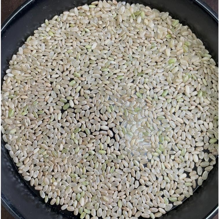 玄米 10kg「7年産 山形県産 規格外玄米 10kg」【7年産100%】【山形県産