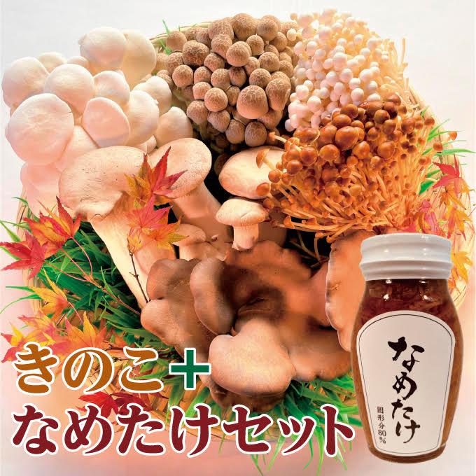 きのこ 産地直送 長野県産 ギフト 6〜7種2.2kg 濃厚