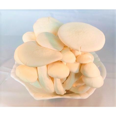 きのこセット 6 7種2 2kg 戸隠そば2袋入り 産地直送 長野県産 信州 キノコ えのき しめじ ギフト 贈答 鍋料理 蕎麦 ごはんのおとも 野菜 免疫 腸内環境 血圧 103 山のさちショップ ヤフー店 通販 Yahoo ショッピング