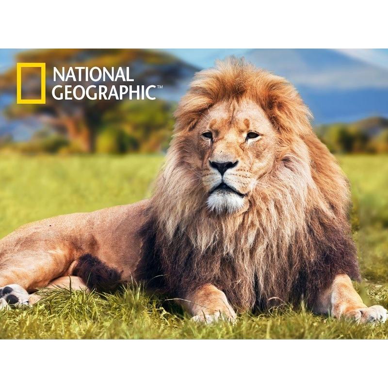 3D ジグソーパズル【アフリカライオン】500ピース : ヤマサン Yahoo