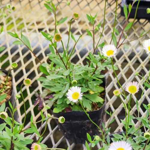 花 苗 山野草 源平小菊 エリゲロン スパニッシュデージー ポット苗 Ya やましち山野草店 通販 Yahoo ショッピング