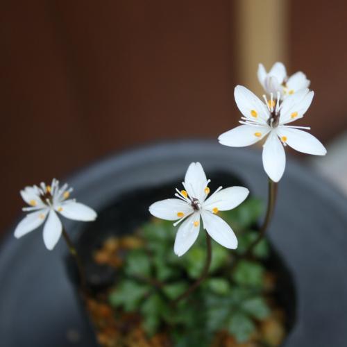 4株 バイカオウレン苗 7.5cmポリポット バイカオウレン 7.5cmポット苗